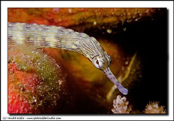 Yellow-banded pipefish - shot with 20D / 100mm macro, foc... by Vandit Kalia 